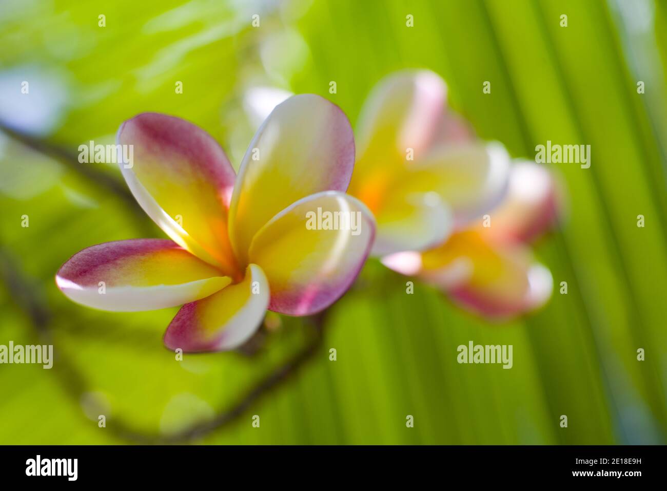 Flores de Plumeria, una flor fragante profundamente ligada a Hawai y su cultura, también llamada ''frangipani Foto de stock