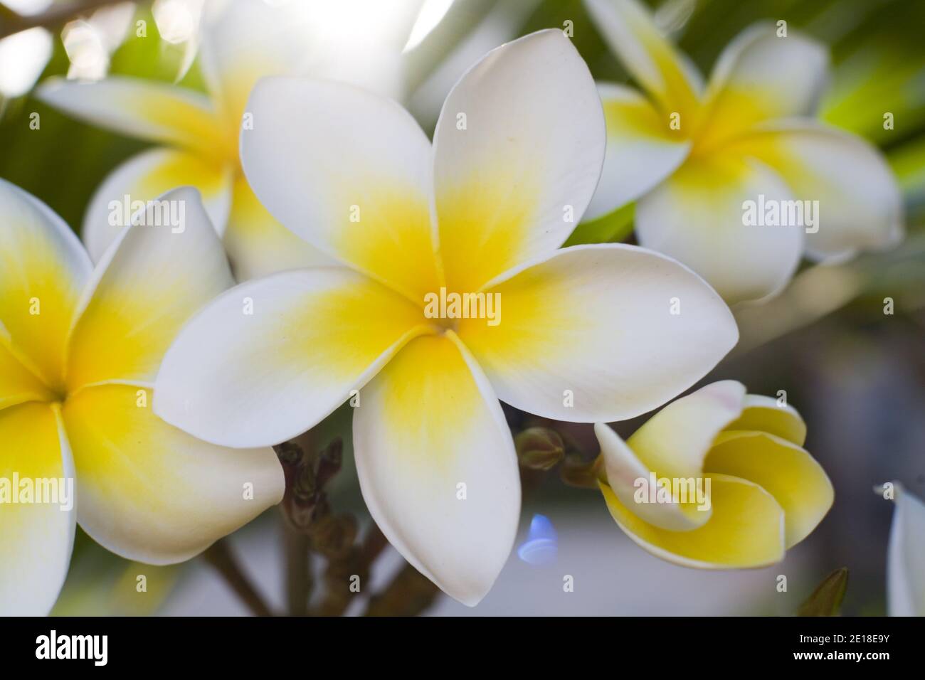 Flores de Plumeria, una flor fragante profundamente ligada a Hawai y su cultura, también llamada ''frangipani Foto de stock