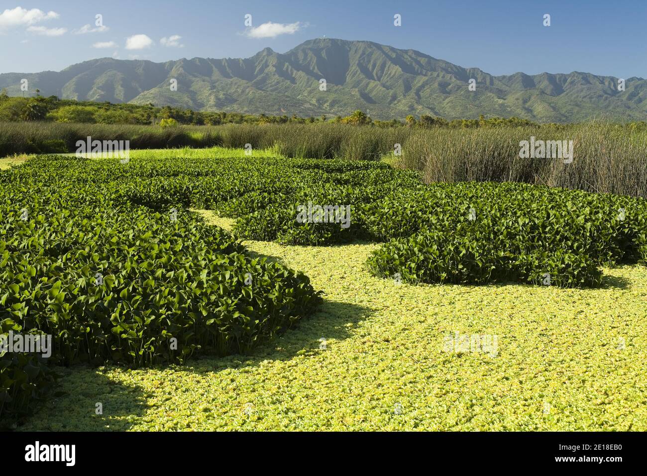 Marsh with Mount Ka'ala in background, North Shore of Oahu Foto de stock