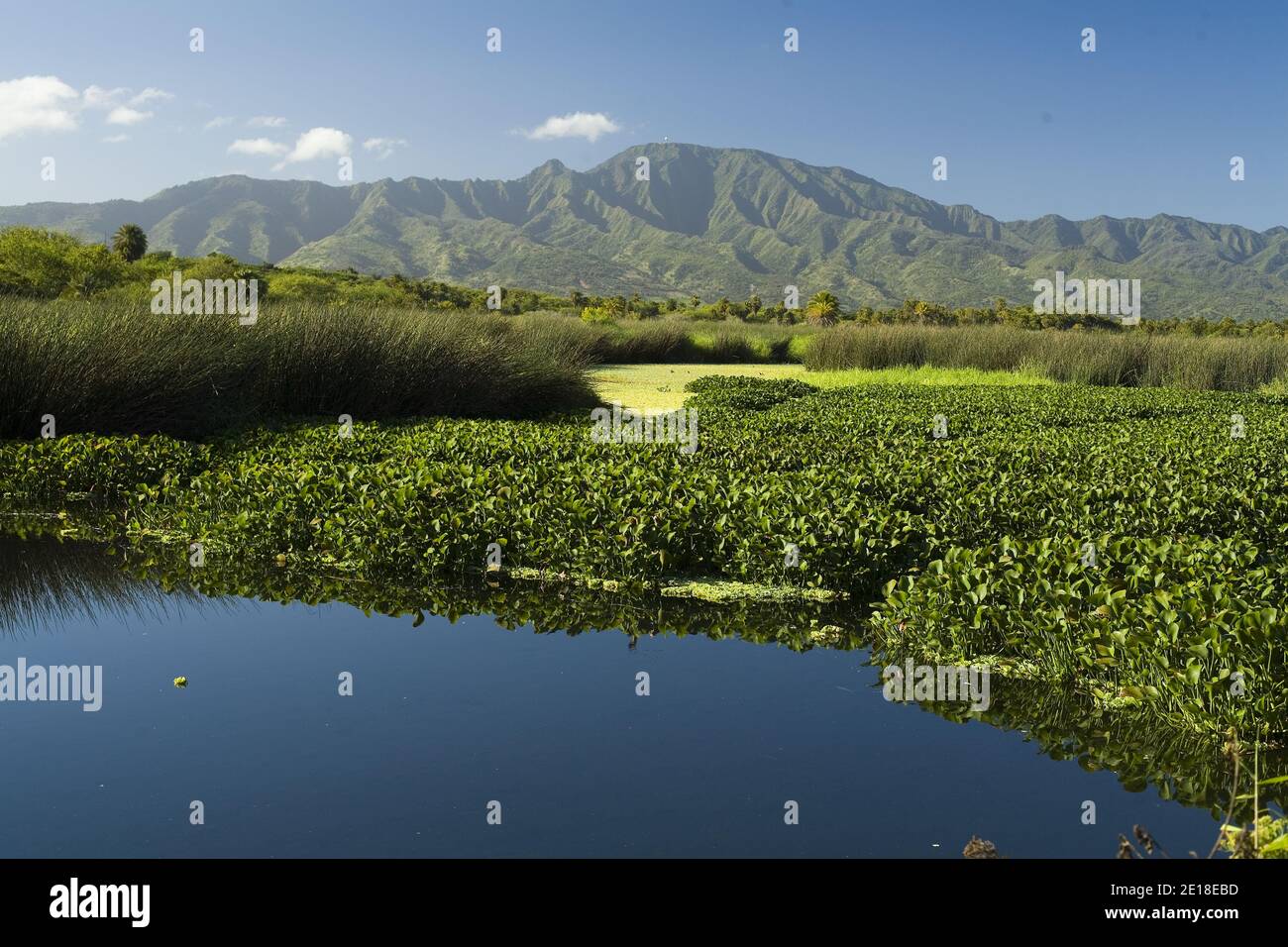 Marsh with Mount Ka'ala in background, North Shore of Oahu Foto de stock