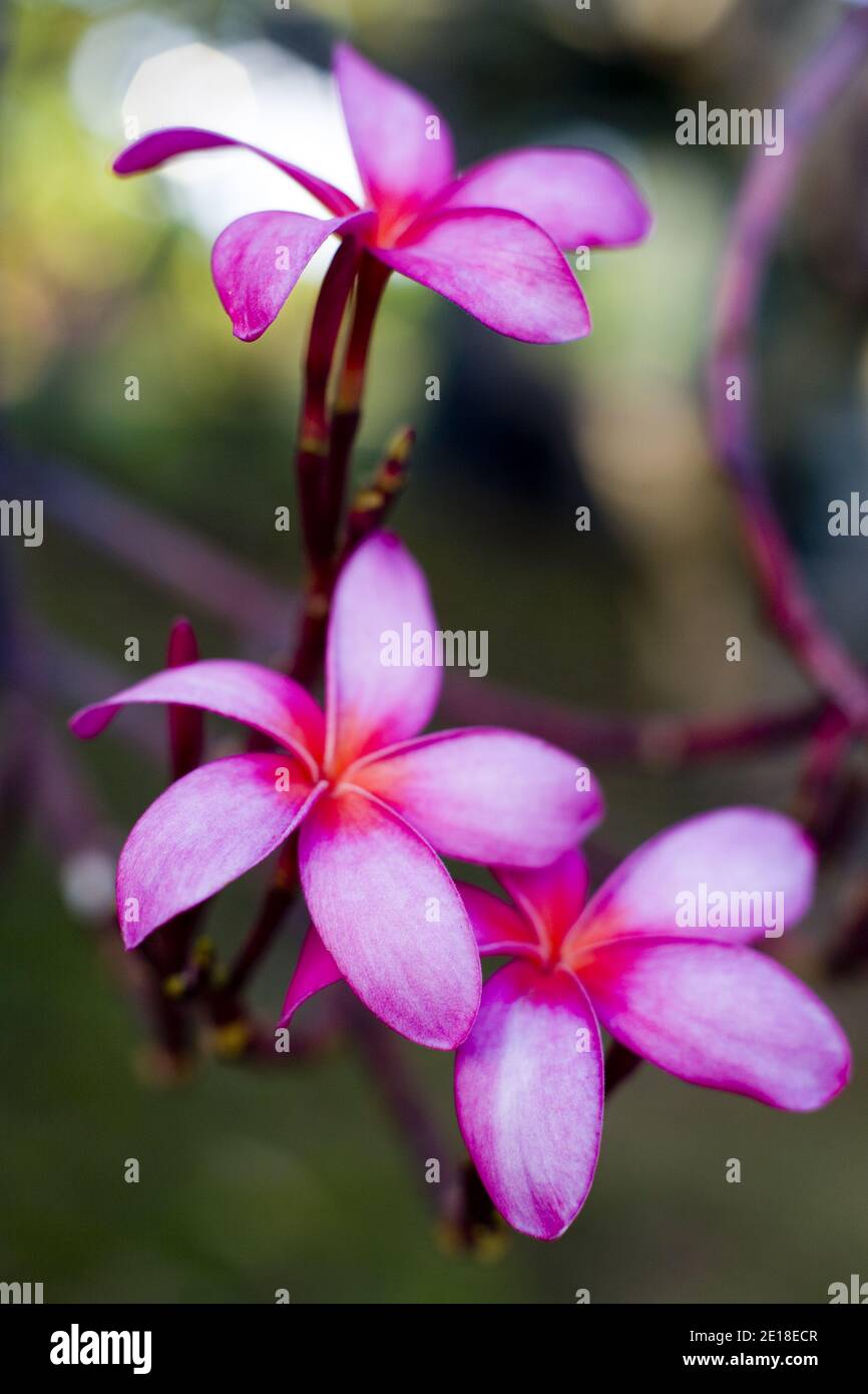 Flores de Plumeria, una flor fragante profundamente ligada a Hawai y su cultura, también llamada ''frangipani Foto de stock
