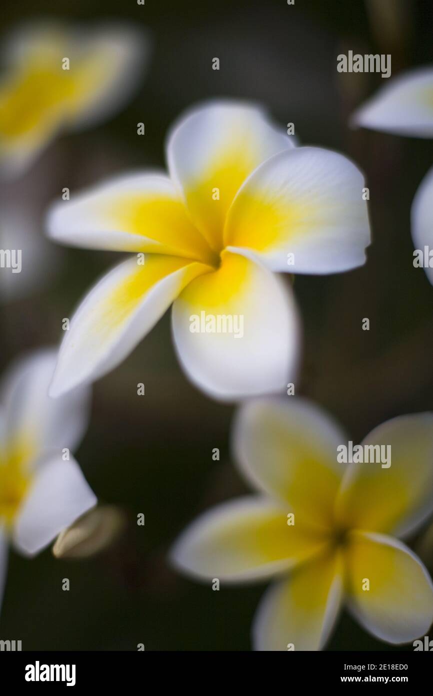 Flores de Plumeria, una flor fragante profundamente ligada a Hawai y su cultura, también llamada ''frangipani Foto de stock