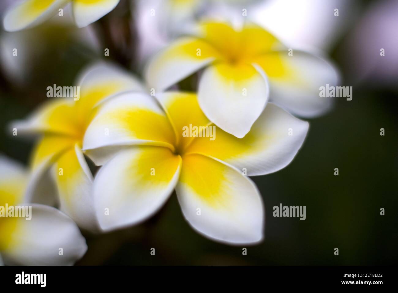 Flores de Plumeria, una flor fragante profundamente ligada a Hawai y su cultura, también llamada ''frangipani Foto de stock