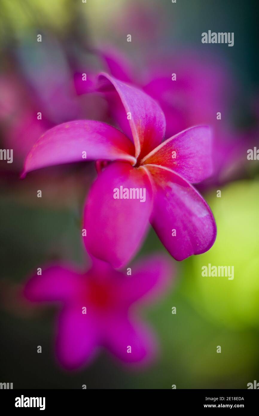 Flores de Plumeria, una flor fragante profundamente ligada a Hawai y su cultura, también llamada ''frangipani Foto de stock