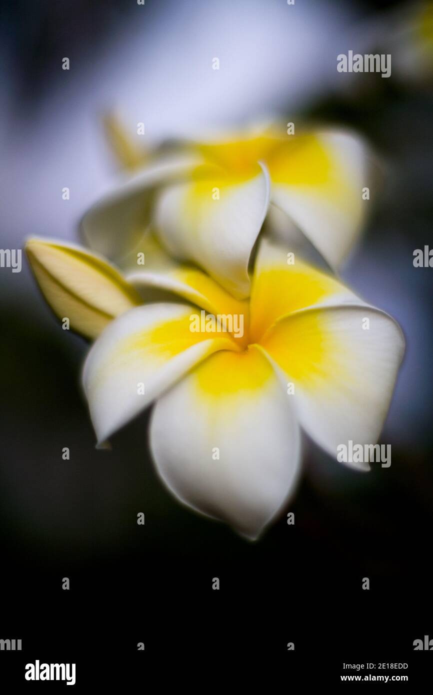 Flores de Plumeria, una flor fragante profundamente ligada a Hawai y su cultura, también llamada ''frangipani Foto de stock