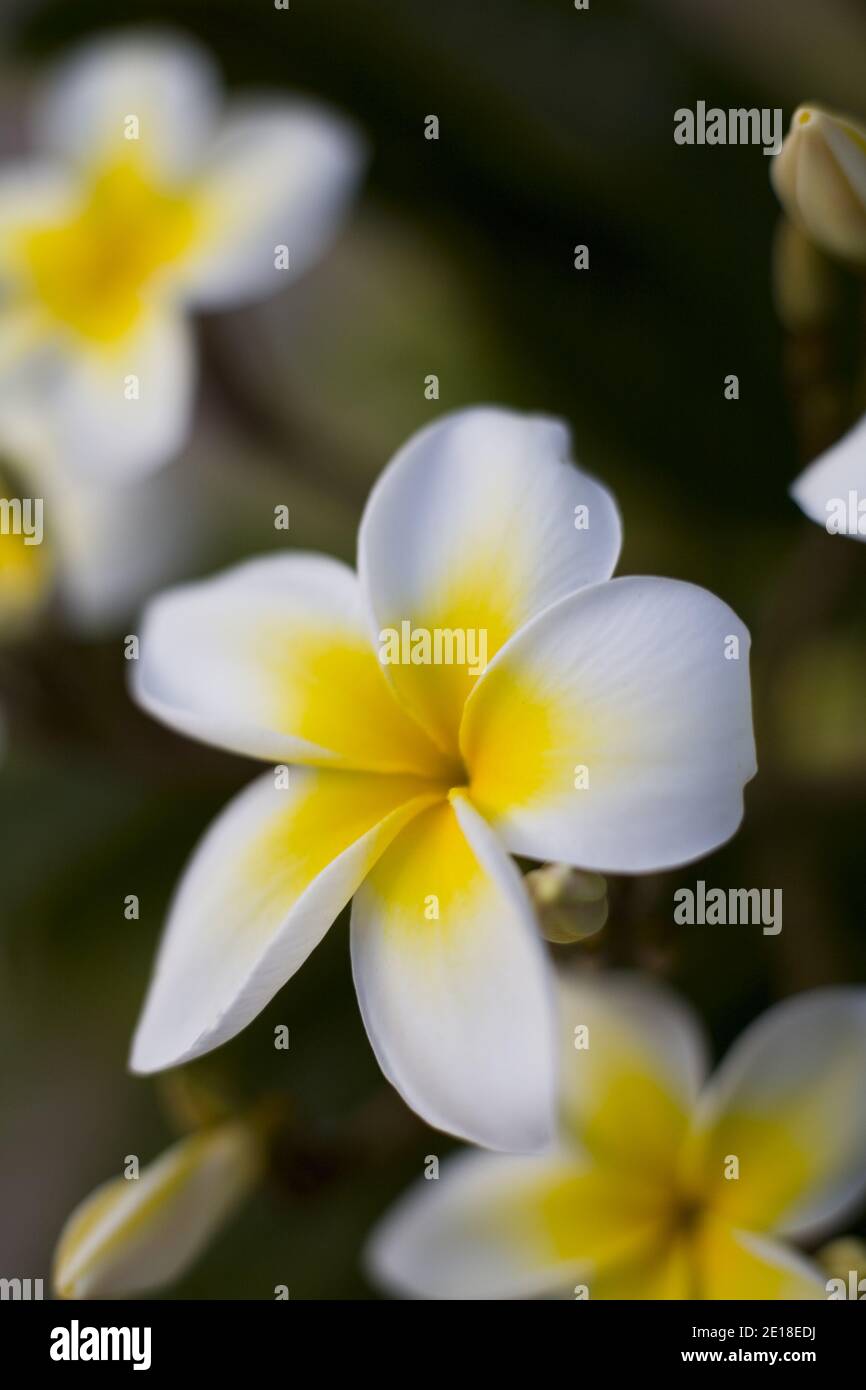 Flores de Plumeria, una flor fragante profundamente ligada a Hawai y su cultura, también llamada ''frangipani Foto de stock