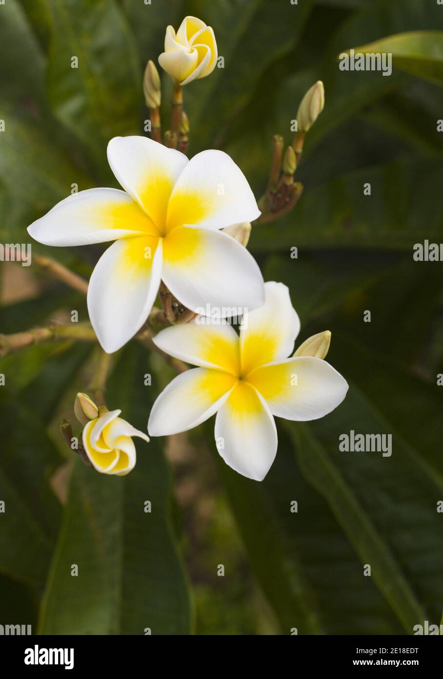 Flores de Plumeria, una flor fragante profundamente ligada a Hawai y su cultura, también llamada ''frangipani Foto de stock