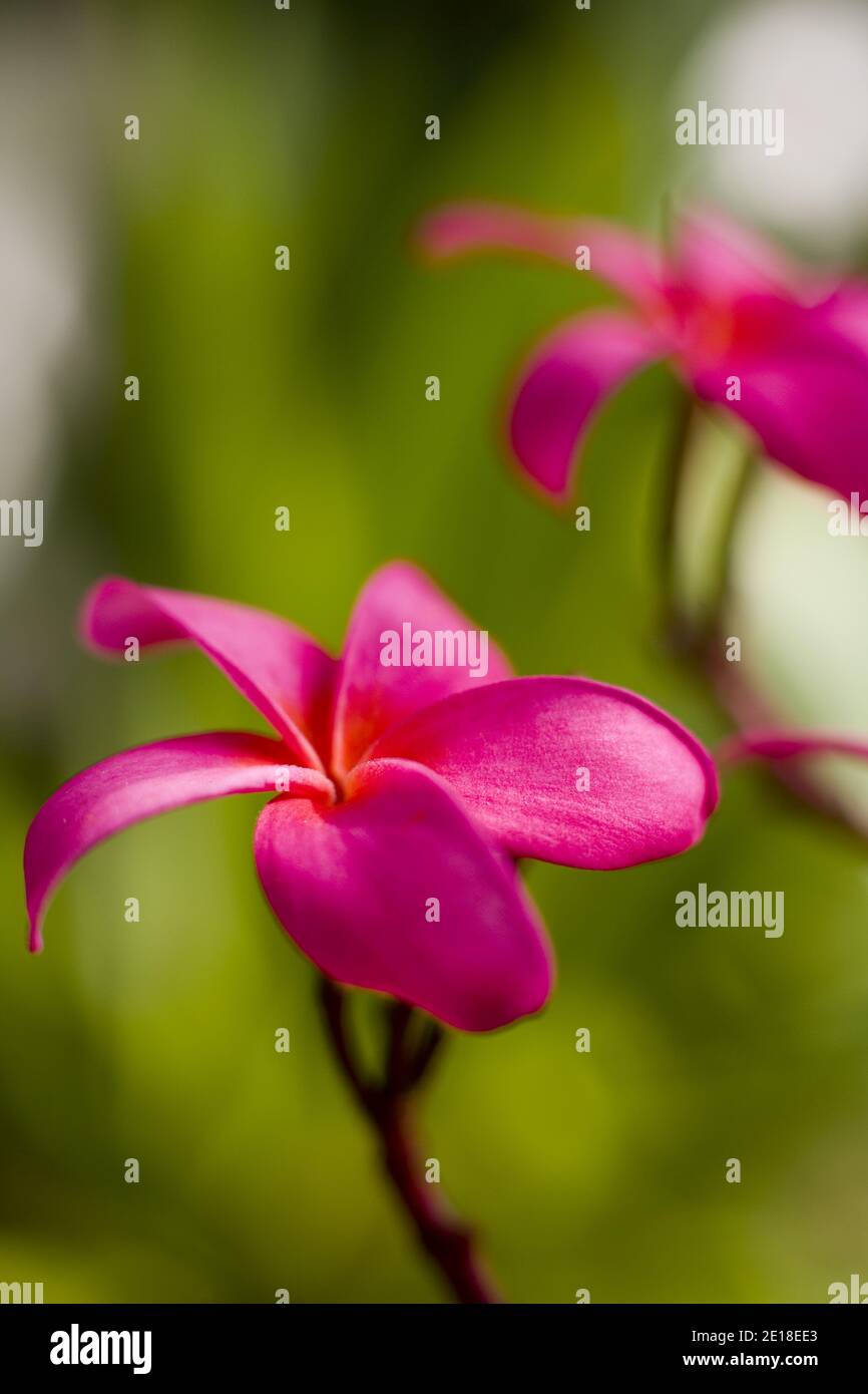 Flores de Plumeria, una flor fragante profundamente ligada a Hawai y su cultura, también llamada ''frangipani Foto de stock