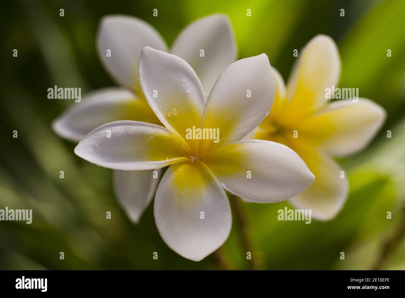 Flores de Plumeria, una flor fragante profundamente ligada a Hawai y su cultura, también llamada ''frangipani Foto de stock
