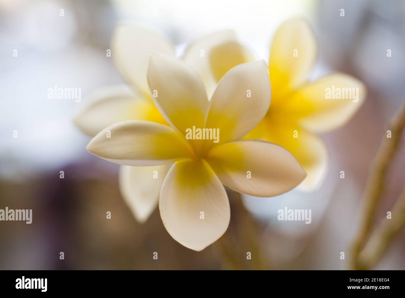 Flores de Plumeria, una flor fragante profundamente ligada a Hawai y su cultura, también llamada ''frangipani Foto de stock