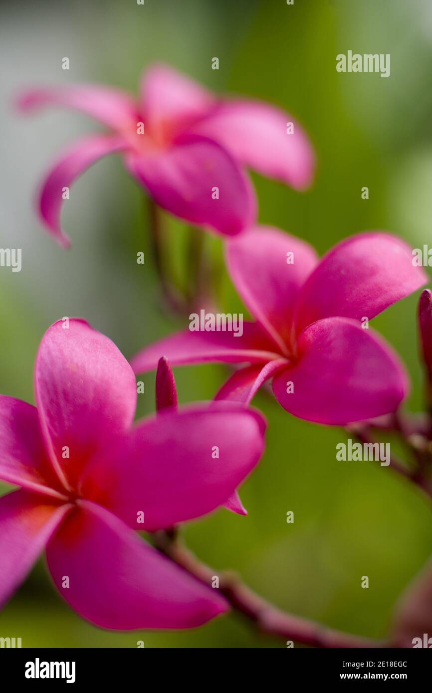 Flores de Plumeria, una flor fragante profundamente ligada a Hawai y su cultura, también llamada ''frangipani Foto de stock