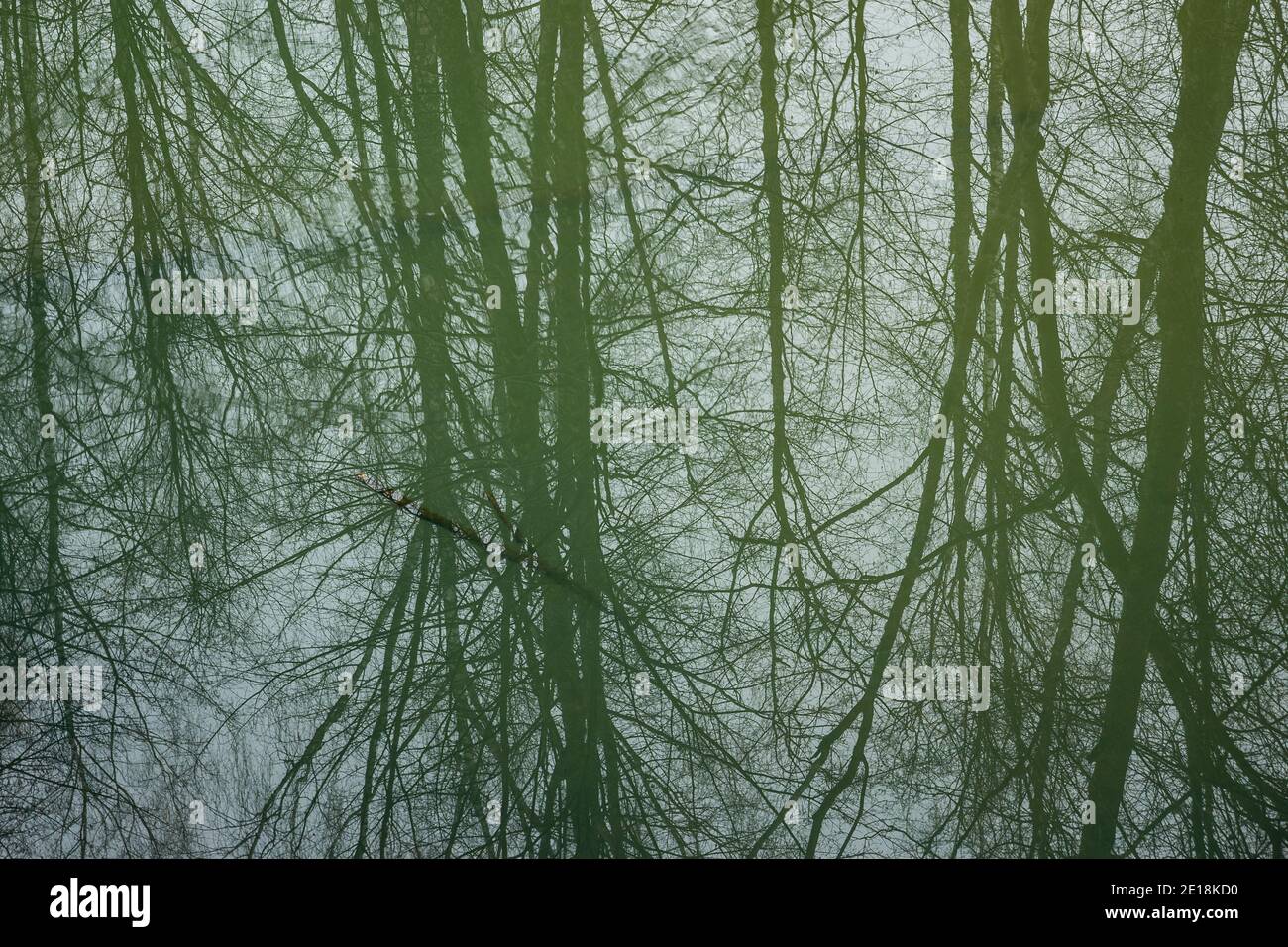 Reflexión forestal en agua, agua fría verde Foto de stock