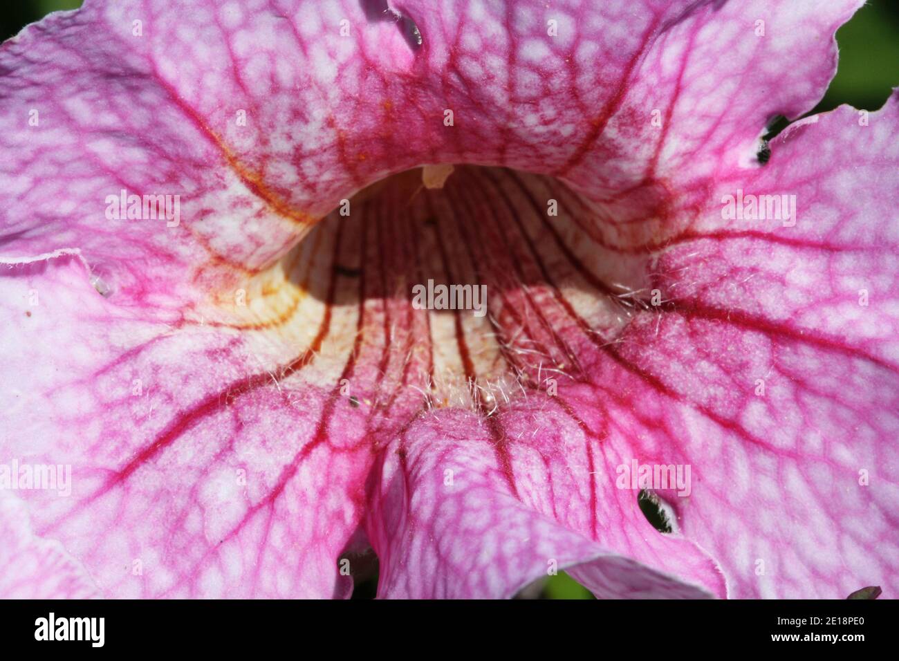 rosa Trompetenwein Foto de stock