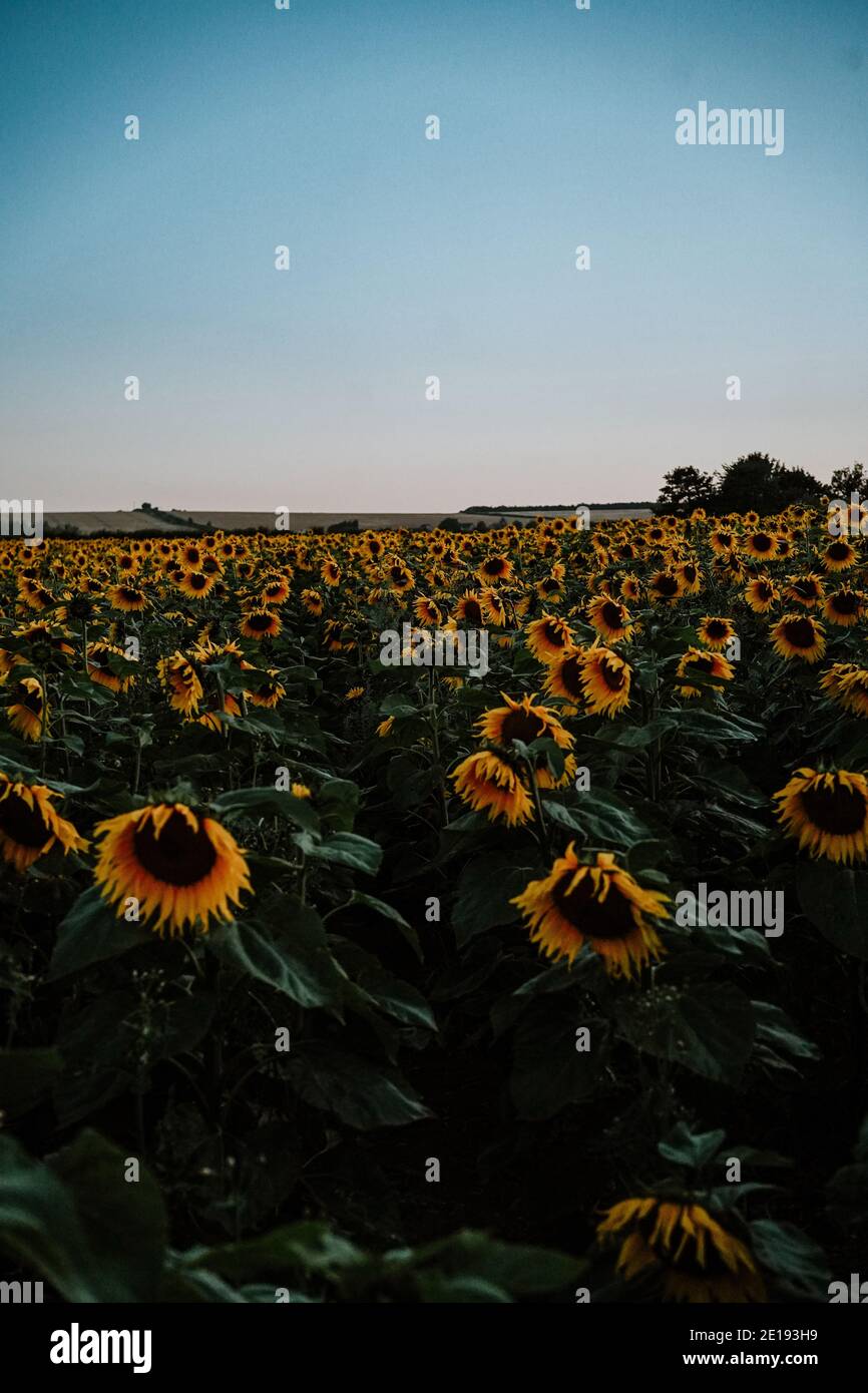 Mujer morena en Sunflower Field, Reino Unido Foto de stock