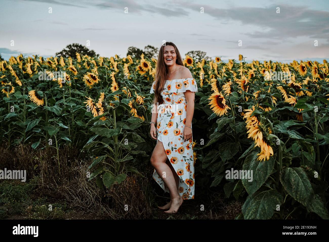 Mujer morena en Sunflower Field, Reino Unido Foto de stock