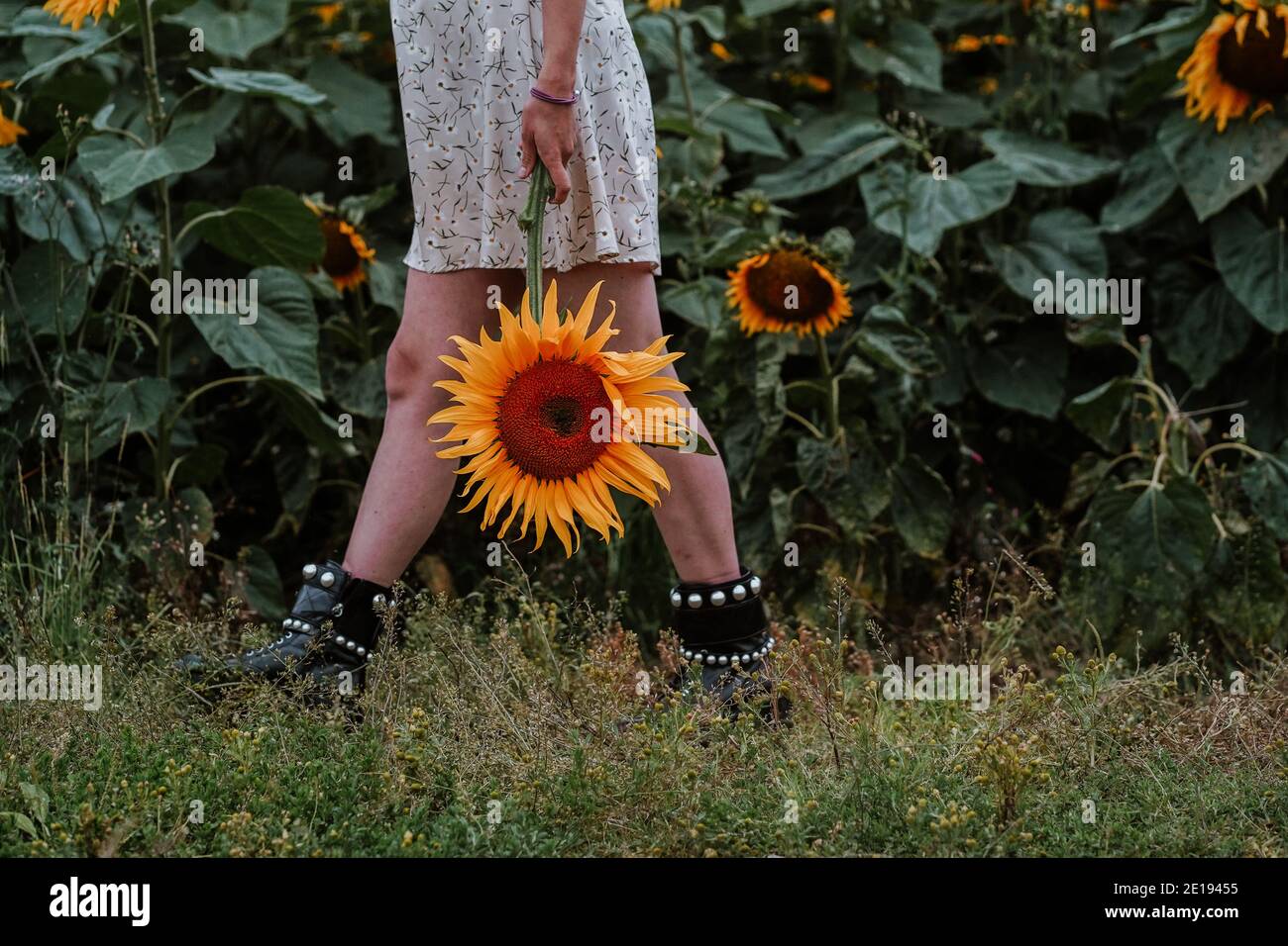 Mujer embarazada Brunette en Sunflower field, Reino Unido Foto de stock
