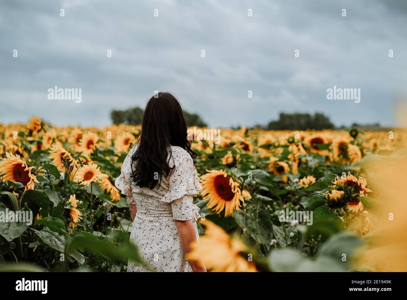 Mujer embarazada Brunette en Sunflower field, Reino Unido Foto de stock