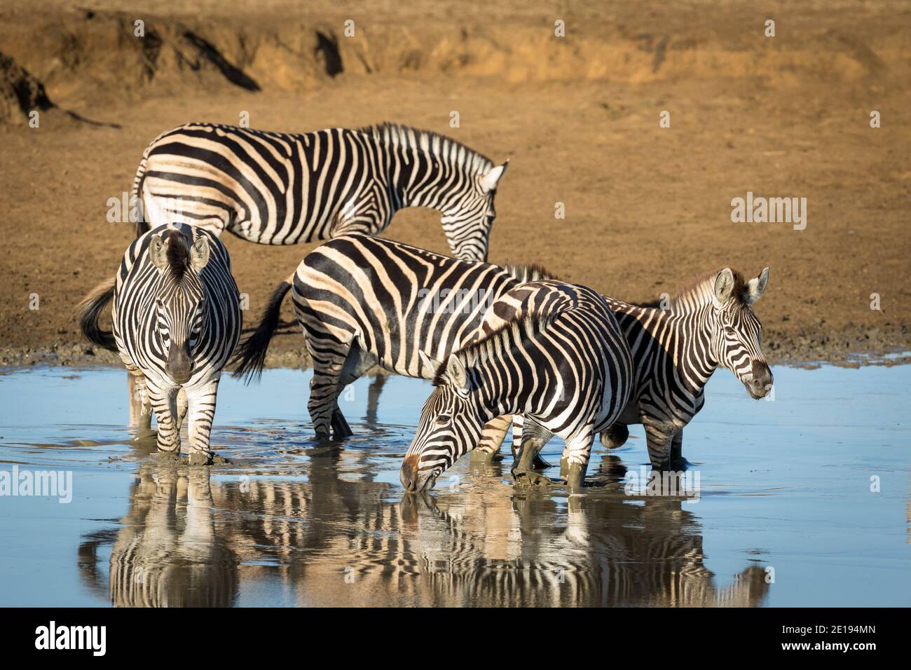 Rebaño de cebra de pie en agua turbia bebiendo en caliente Luz del sol de la mañana en el Parque Kruger en Sudáfrica Foto de stock