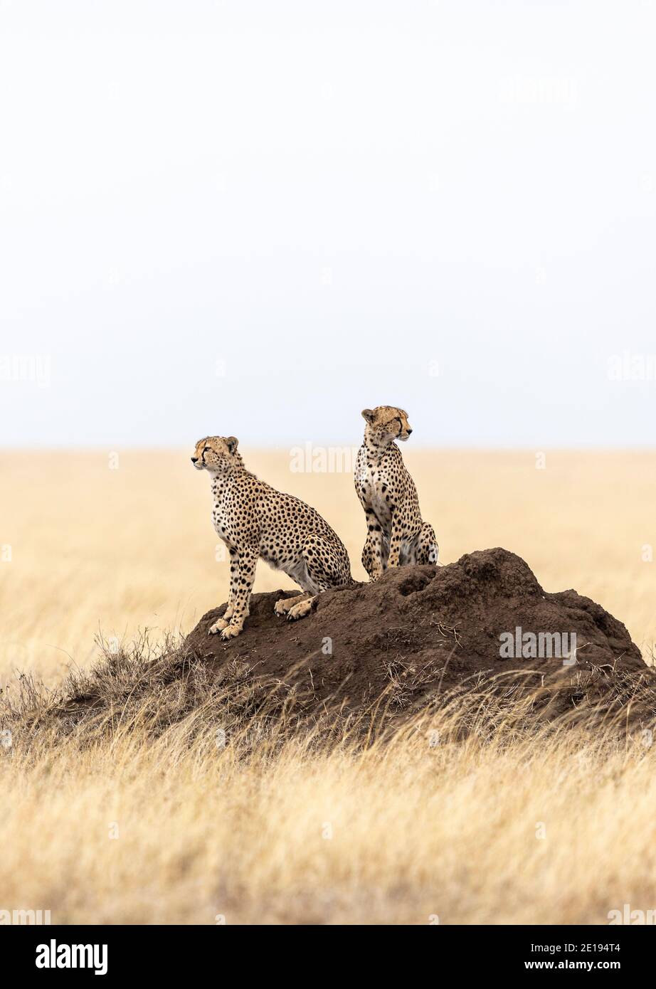 Retrato vertical de dos cheetah adultos sentados en un grande Termitas montículo en las llanuras de hierba del Parque Nacional Serengeti En Tanzania Foto de stock