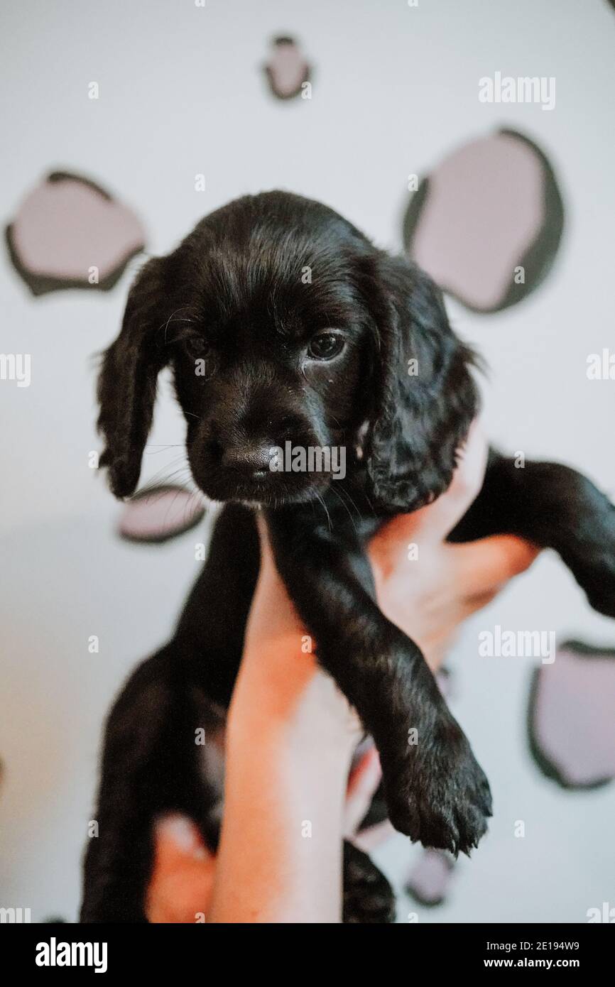 Negro trabajador cachorro spaniel cachorro en casa Foto de stock