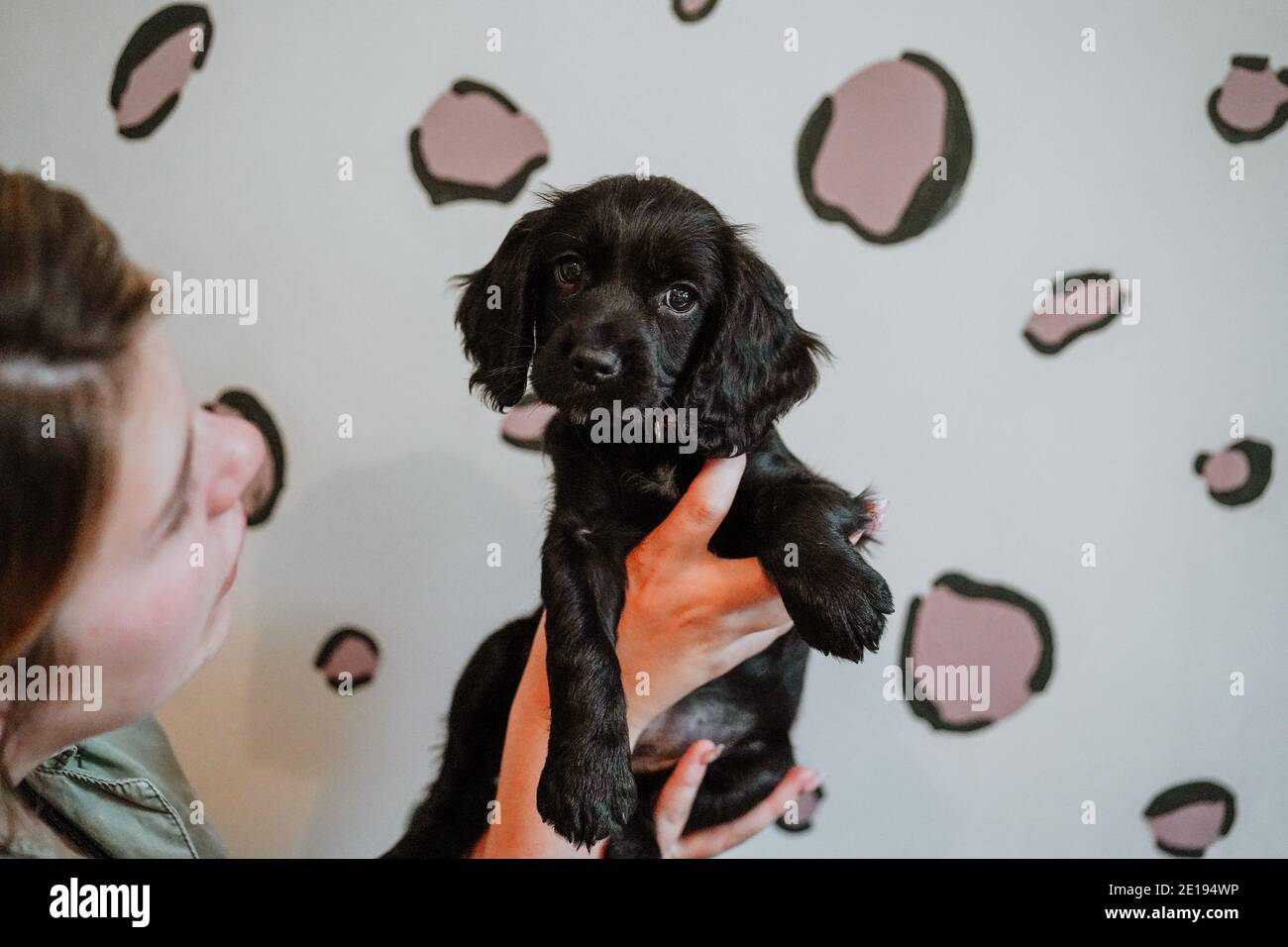 Negro trabajador cachorro spaniel cachorro en casa Foto de stock