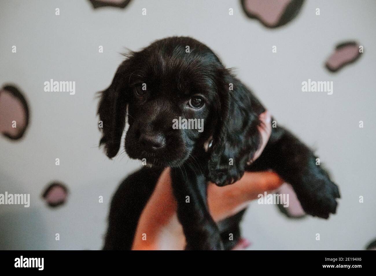 Negro trabajador cachorro spaniel cachorro en casa Foto de stock