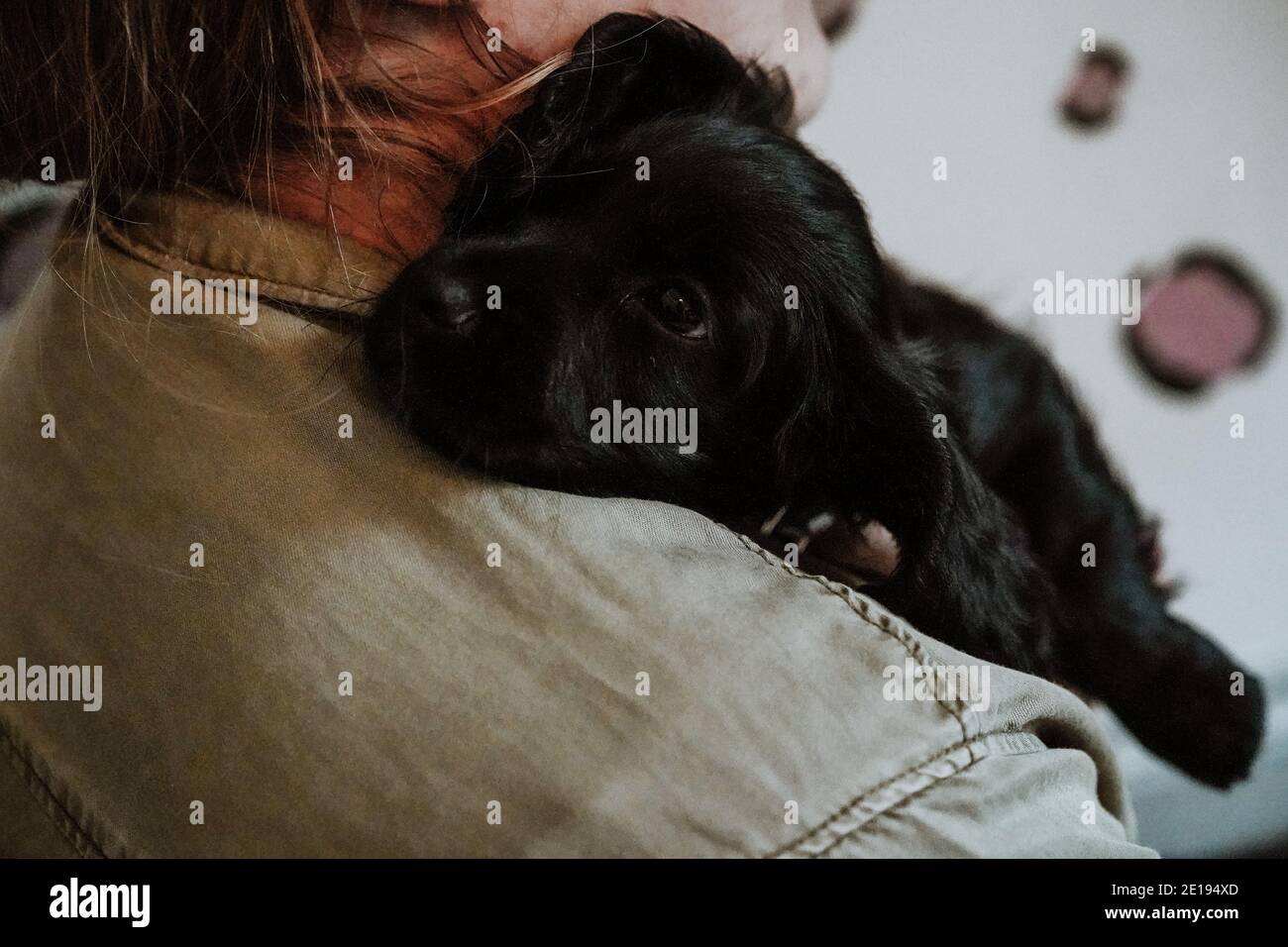 Negro trabajador cachorro spaniel cachorro en casa Foto de stock