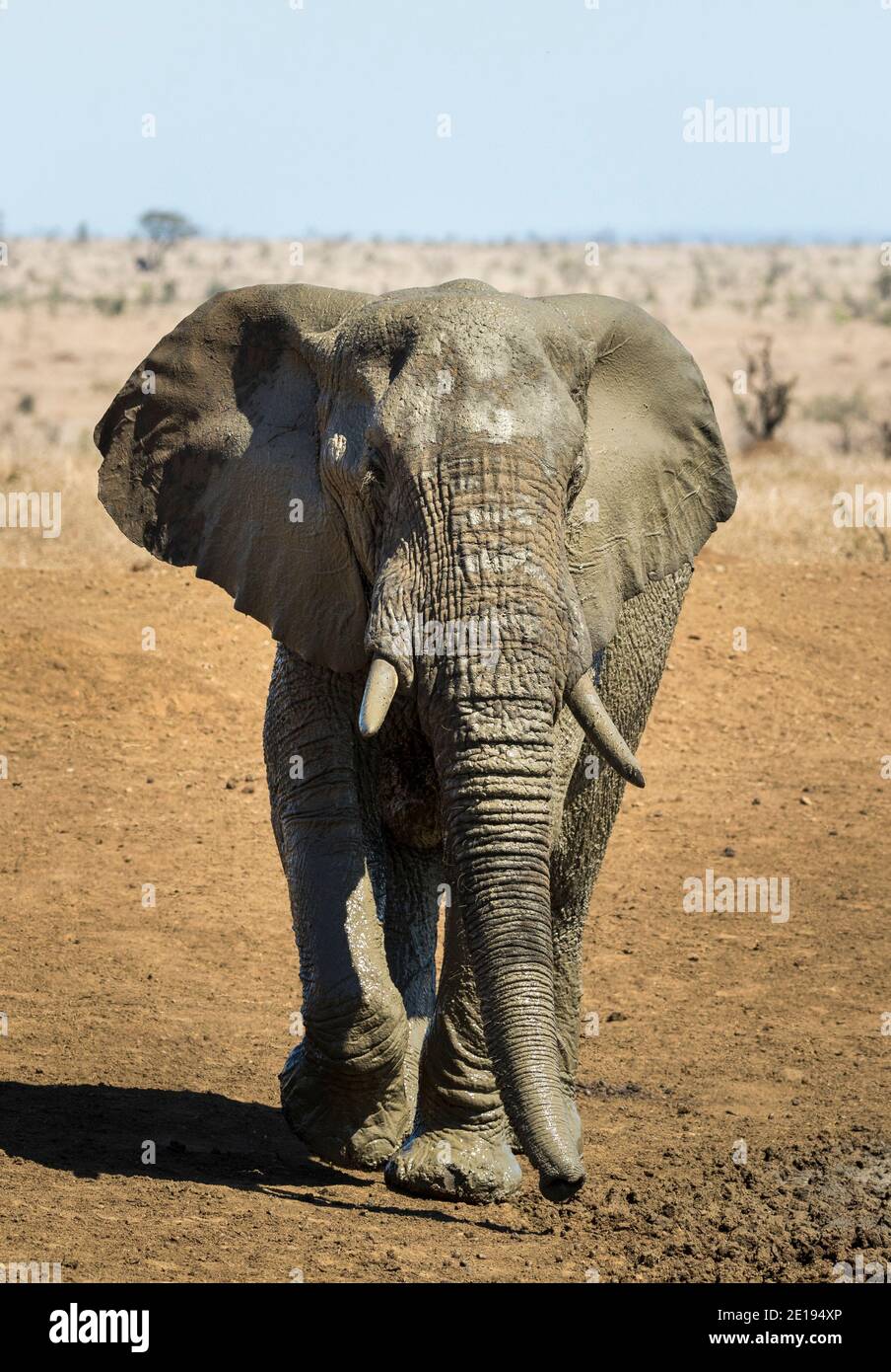 Retrato vertical de un gran toro de elefante caminando después de su Baño de barro en el Parque Kruger en Sudáfrica Foto de stock