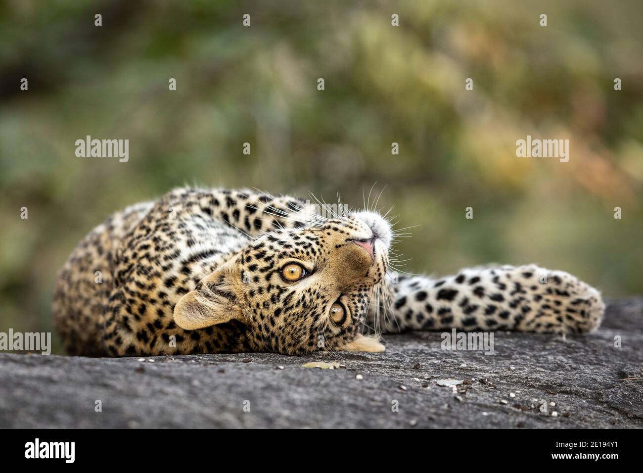 Juguetón leopardo bebé con grandes ojos tumbados en un grande roca en el Parque Nacional Kruger en Sudáfrica Foto de stock
