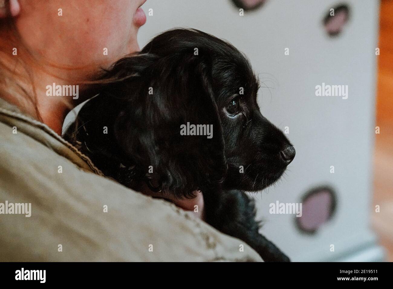 Negro trabajador cachorro spaniel cachorro en casa Foto de stock