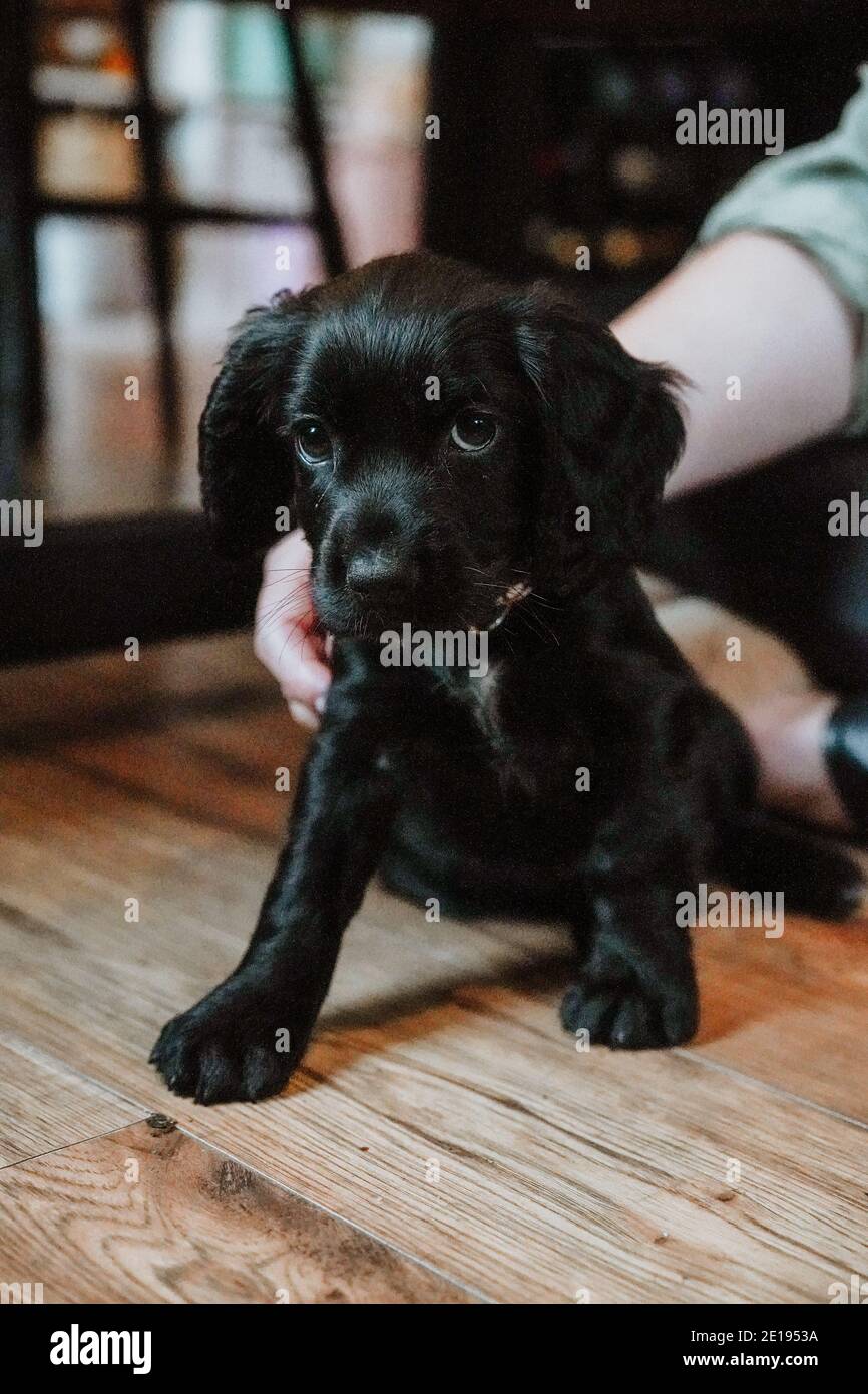 Negro trabajador cachorro spaniel cachorro en casa Foto de stock