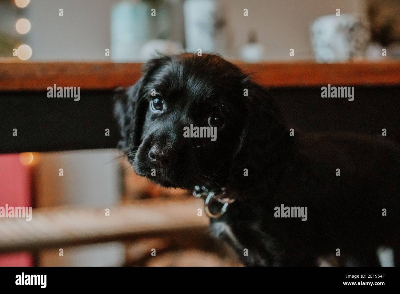 Negro trabajador cachorro spaniel cachorro en casa Foto de stock