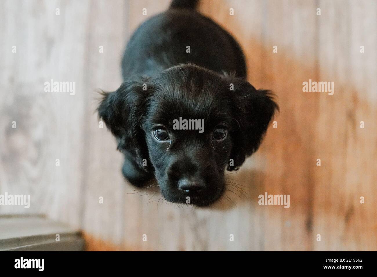 Negro trabajador cachorro spaniel cachorro en casa Foto de stock