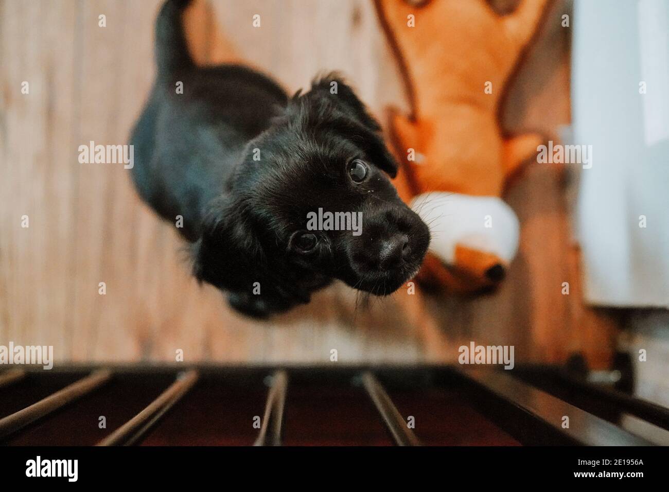Negro trabajador cachorro spaniel cachorro en casa Foto de stock