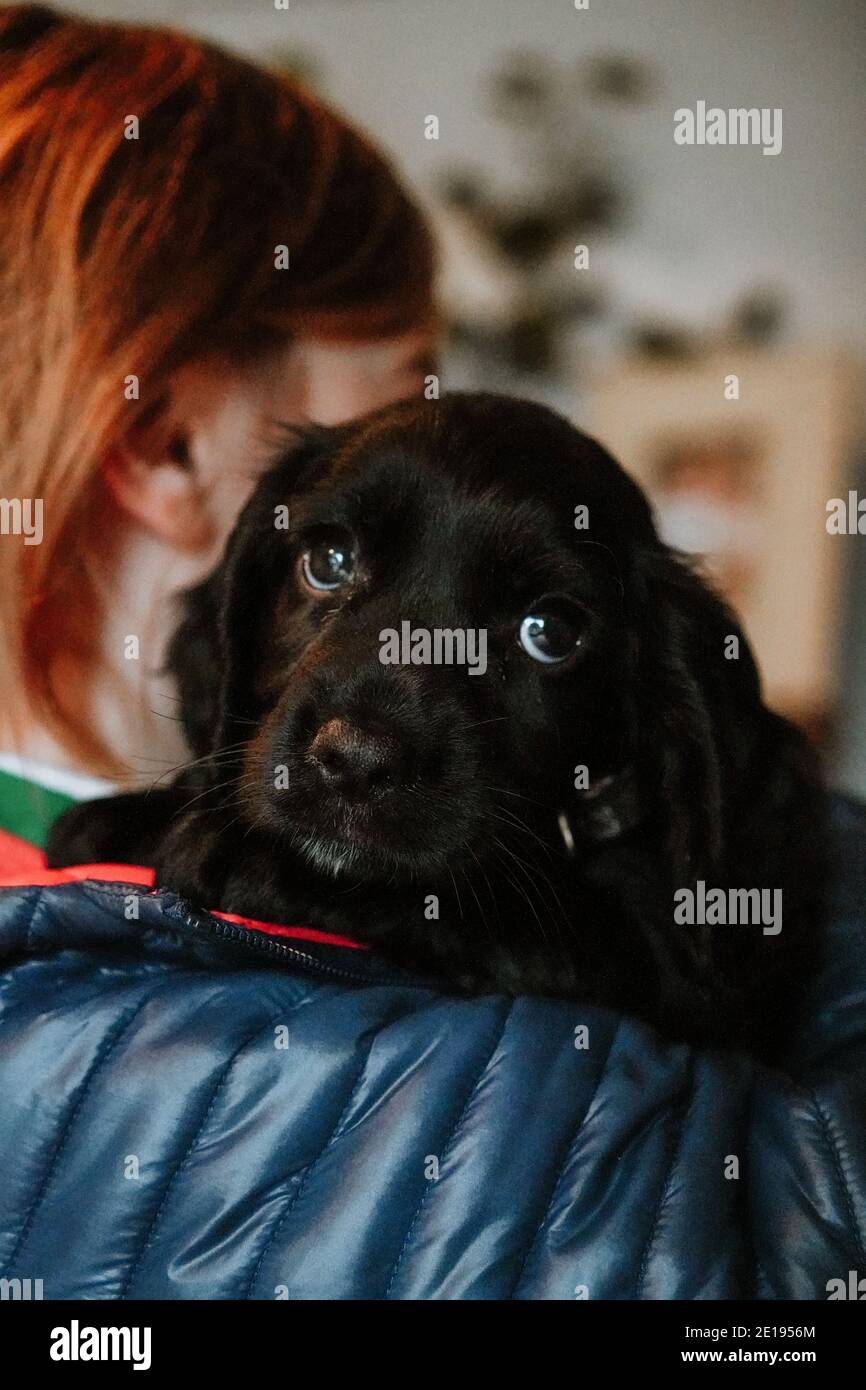 Negro trabajador cachorro spaniel cachorro en casa con niña Foto de stock