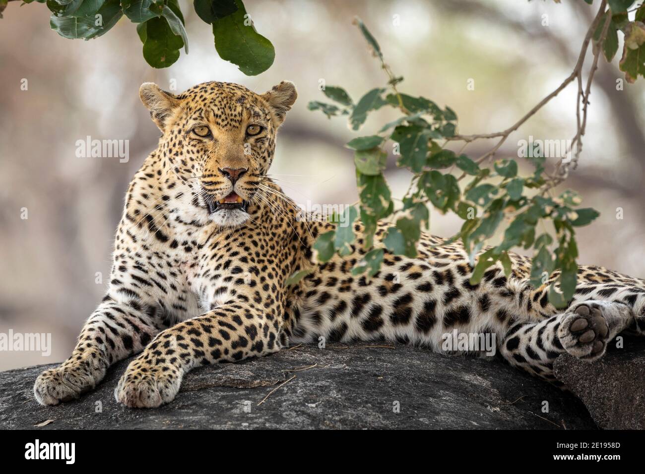 Retrato de un leopardo masculino adulto con grandes ojos mintiendo en una gran roca bajo un árbol que mira alerta Parque Nacional Kruger en Sudáfrica Foto de stock