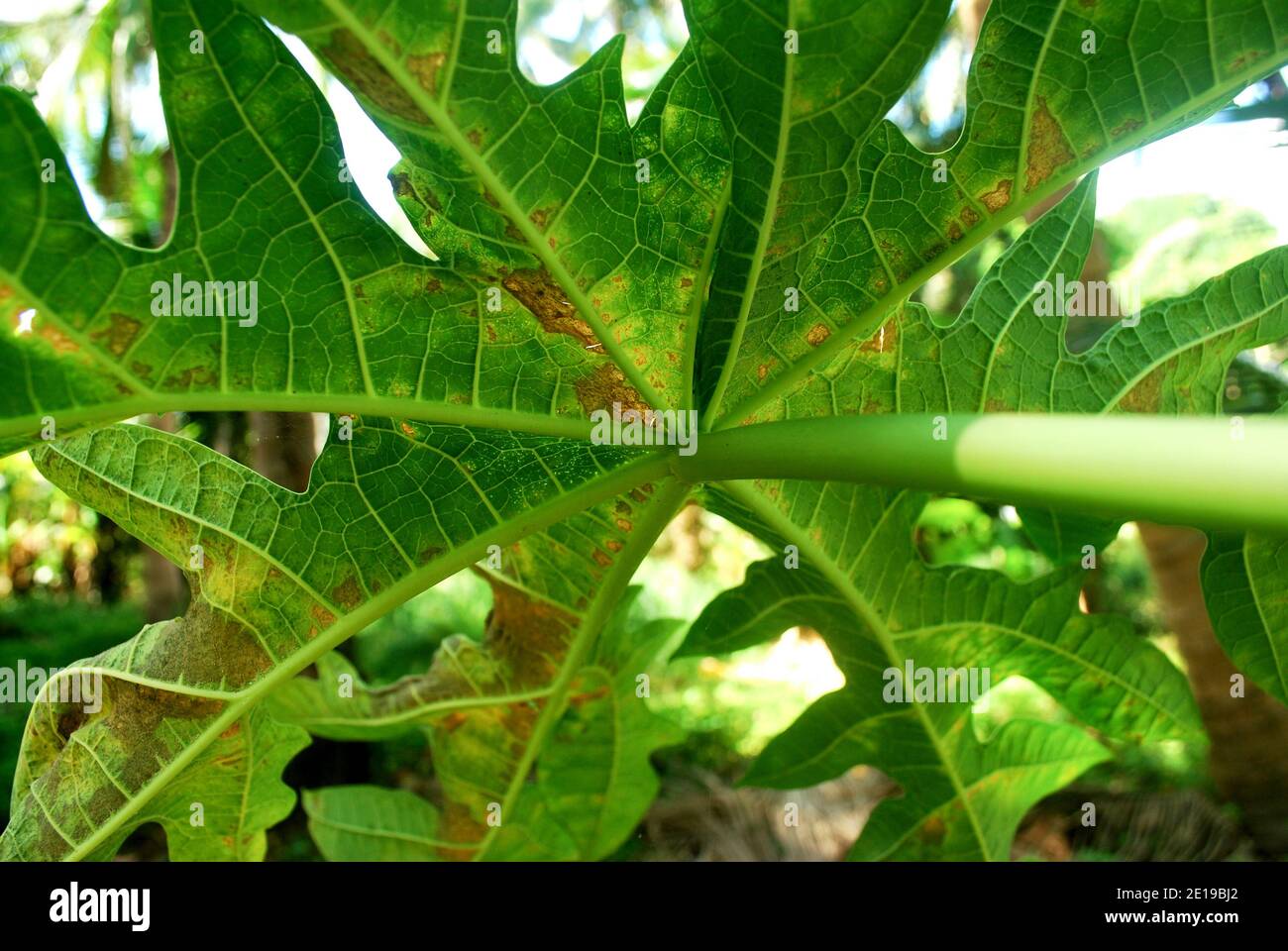 Enfermedad de la papaya fotografías e imágenes de alta resolución Alamy