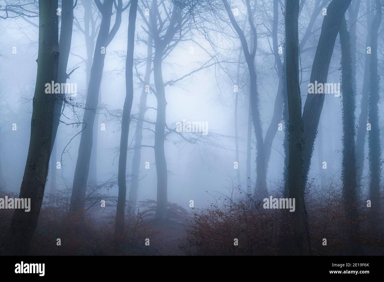 Bosques de escenas de Halloween embrujada con misteriosos y terroríficos  árboles desnudos en un paisaje de bosque oscuro con densa niebla en  hermosas condiciones atmosféricas foggy, Inglaterra, Reino Unido Fotografía  de stock -