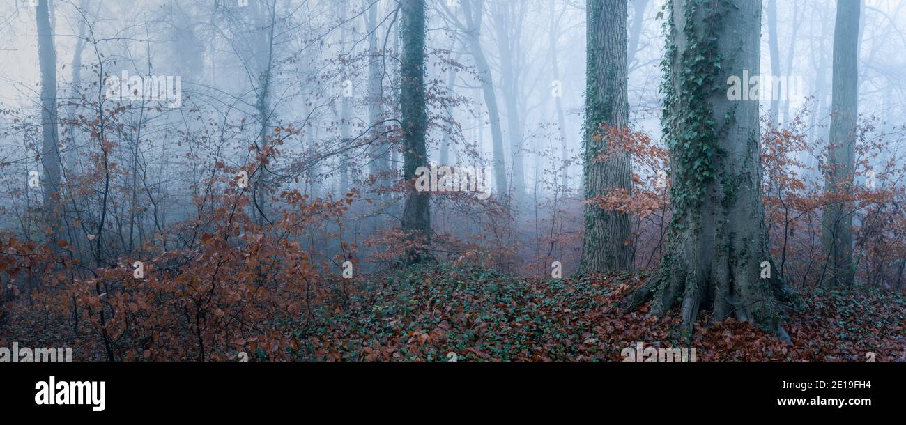 Hermoso tiro natural de paisaje increíble paisaje de árboles en un bosque, bosques en niebla condiciones meteorológicas brumosas, niebla espesa y niebla misteriosa escena atmosférica espeluznante, Inglaterra, Reino Unido Foto de stock