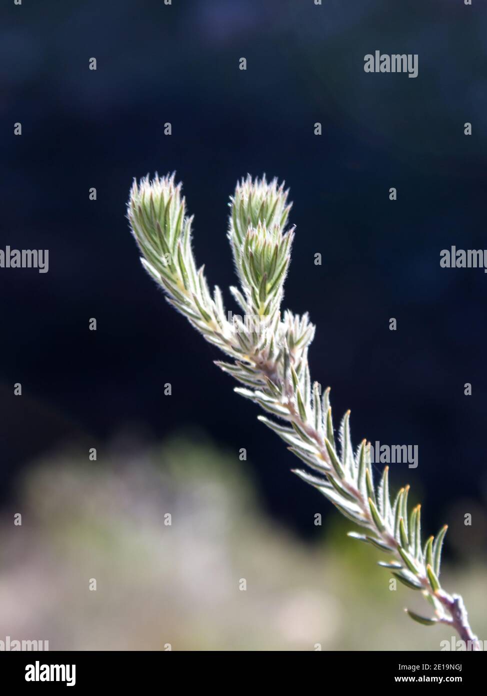 Los fynbos salen sobre un fondo oscuro, fotografiados en las montañas Cederberg de Sudáfrica Foto de stock