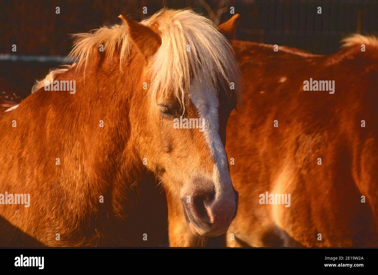 Haflinger, raza de caballo, caballo de montaña, équidos, mamífero, animal, Zoo Hellabrunn, Munich, Alemania Foto de stock