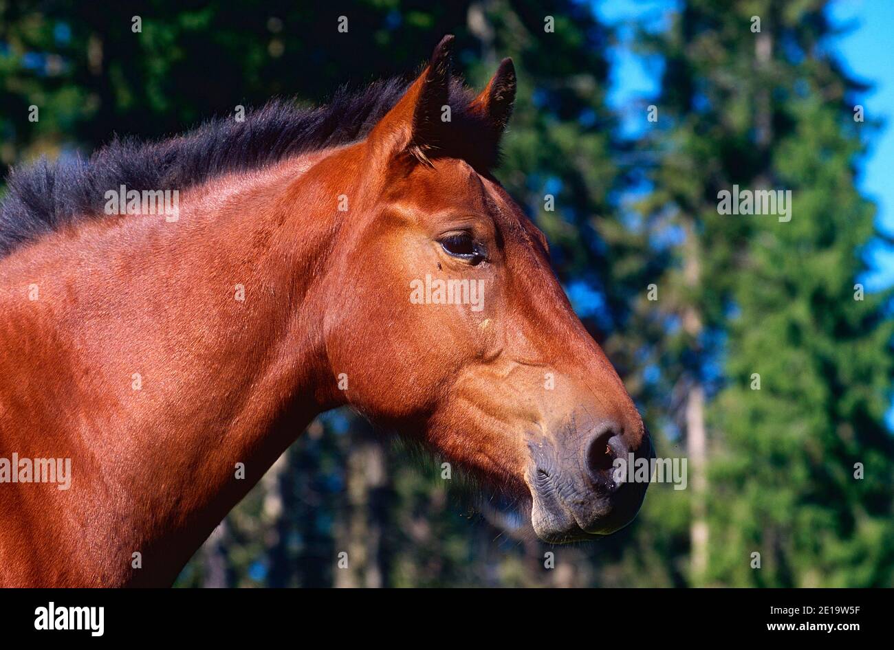 Franches-Montagnes, raza Suiza de caballos, équidos, retrato, mamífero, animal, Franches-Montagnes, cantón de Jura, Suiza Foto de stock