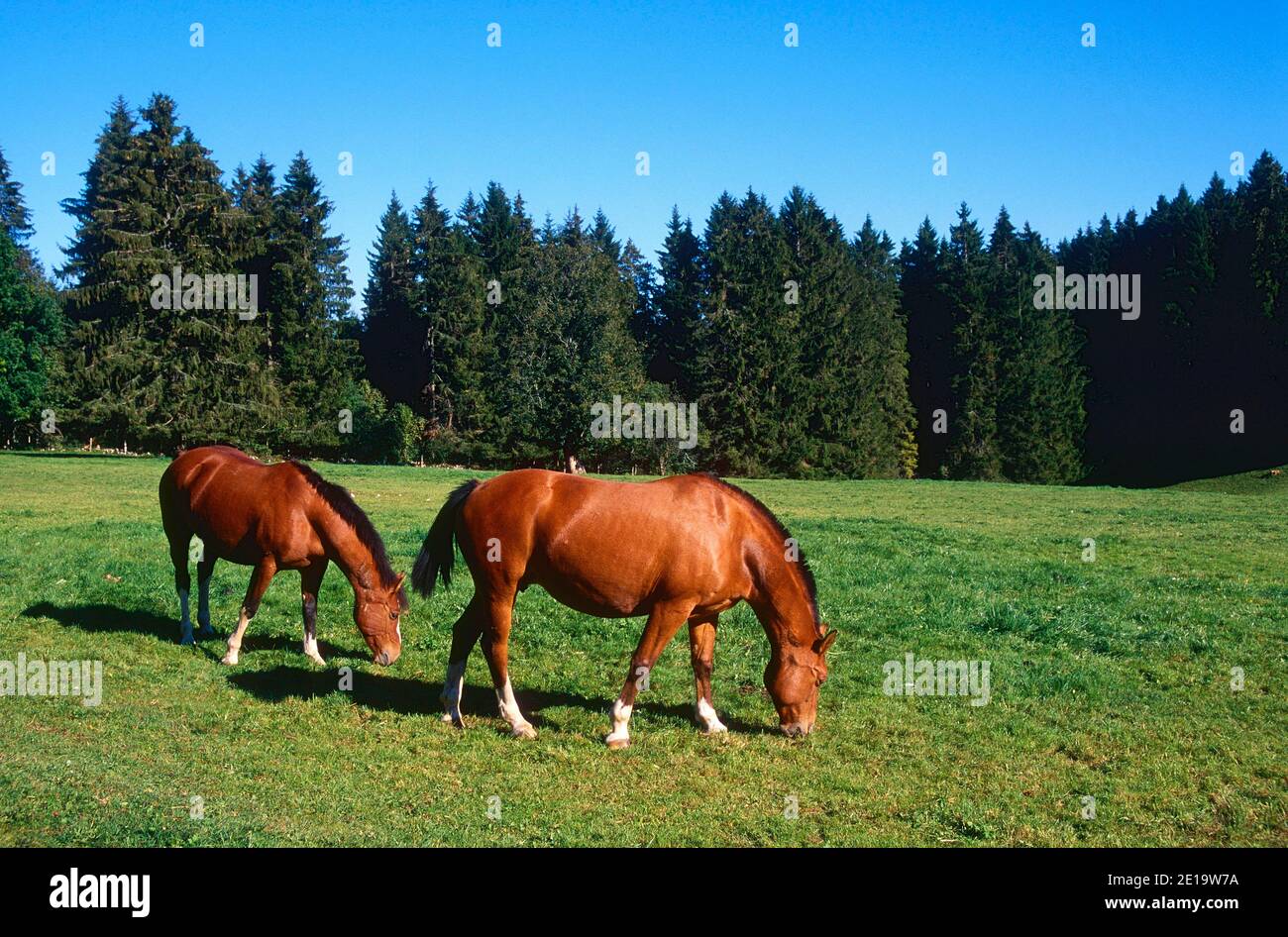 Franches-Montagnes, raza Suiza de caballos, équidos, pastoreo, mamífero, animal, Franches-Montagnes, cantón de Jura, Suiza Foto de stock