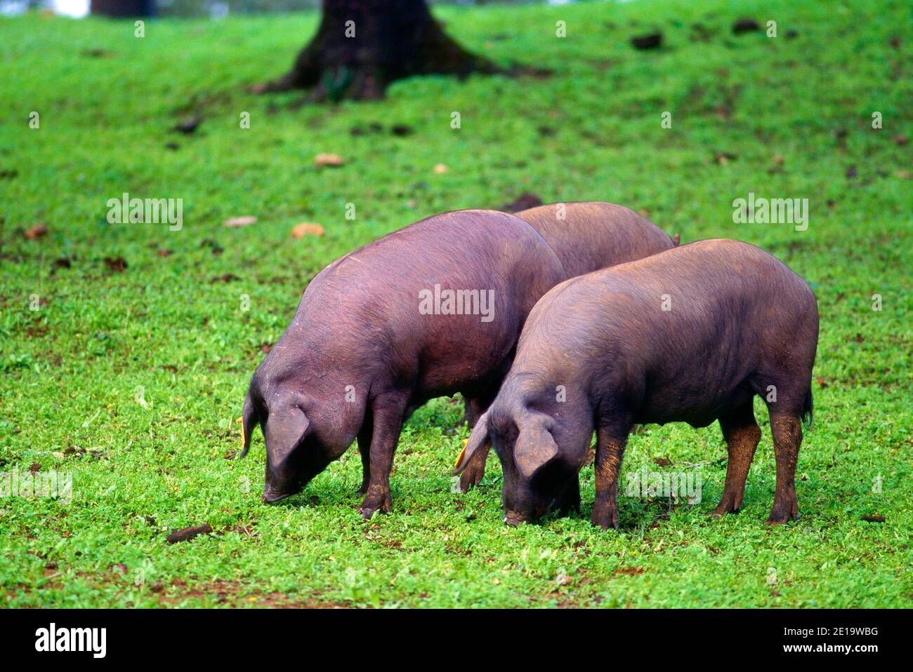 Cerdo ibérico, animal de granja, animal, mamífero, en el pasto, Extremadura, Provincia de Cáceres, España Foto de stock