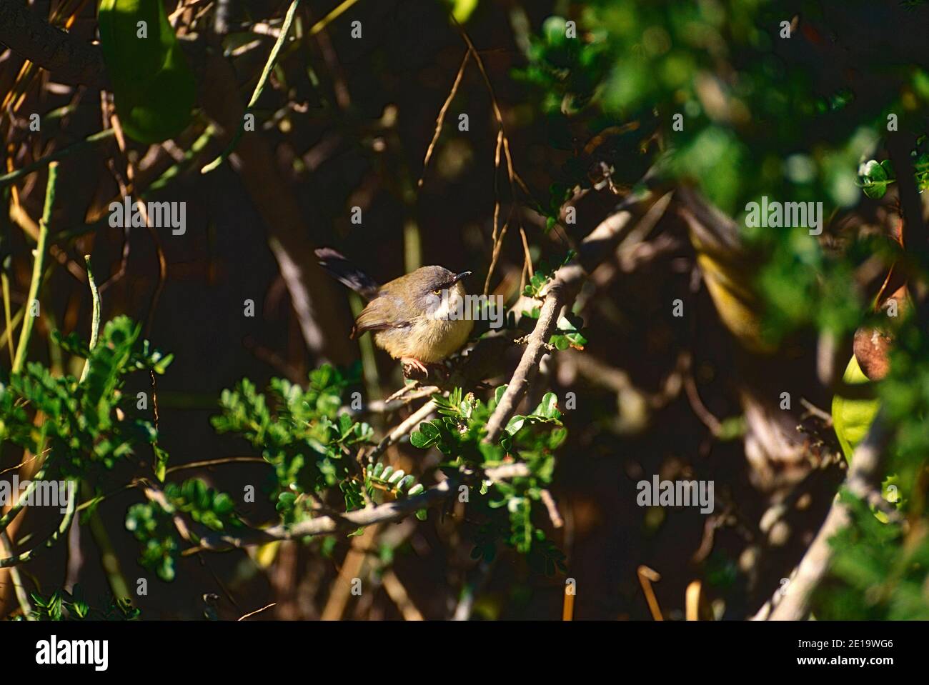 Apalis Barthroated, Apalis thoracia, Cisticolidae, aves, animales, Parque Nacional de elefantes Addo, Sudáfrica Foto de stock