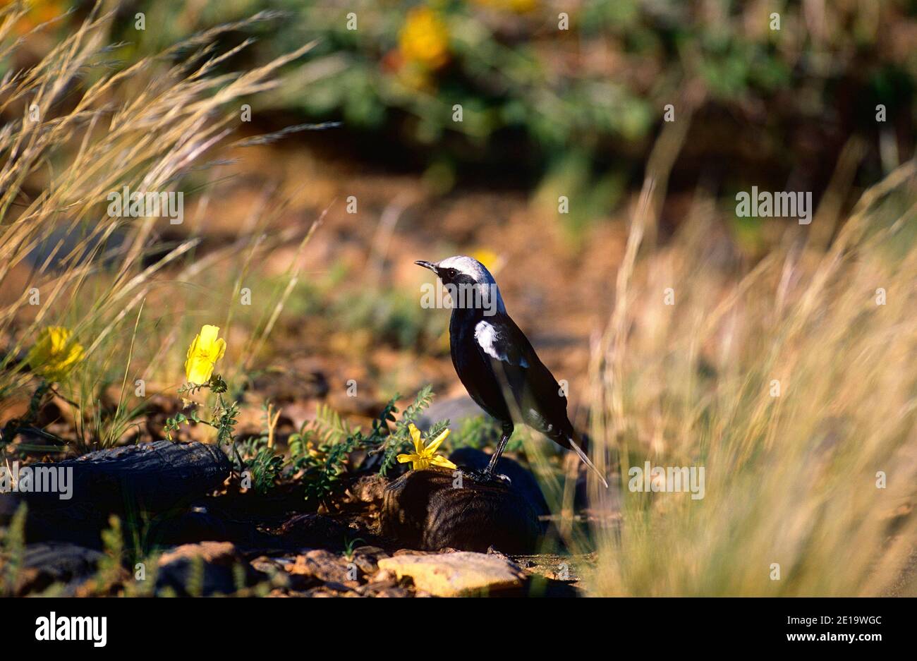 Chat de montaña, Oenanthe monticola, Turdidae, pájaro, animal, Parque Nacional transfronterizo Kgalagadi, Sudáfrica Foto de stock