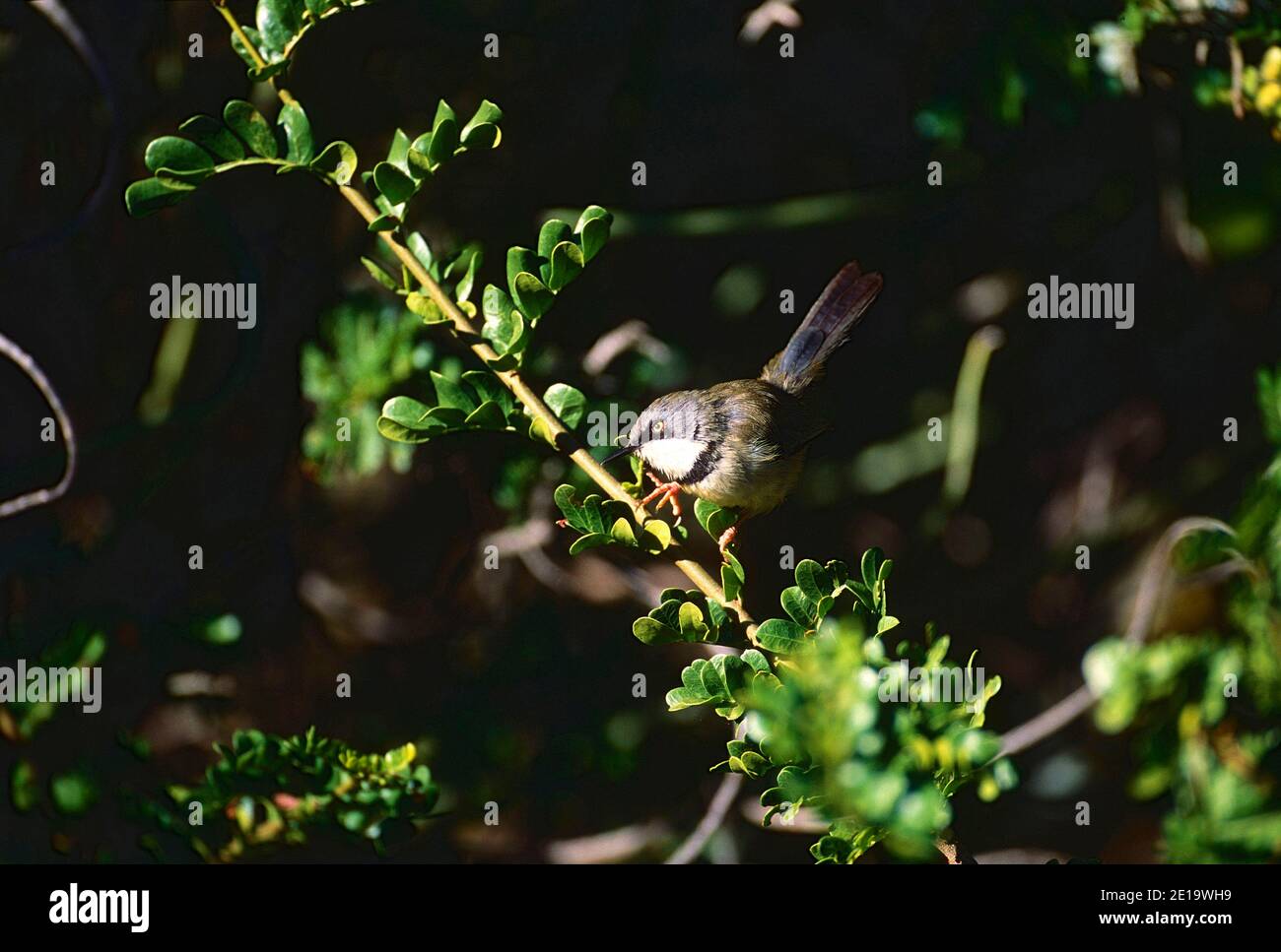Apalis Barthroated, Apalis thoracia, Cisticolidae, aves, animales, Parque Nacional de elefantes Addo, Sudáfrica Foto de stock