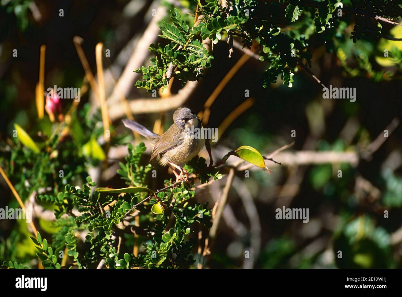 Apalis Barthroated, Apalis thoracia, Cisticolidae, aves, animales, Parque Nacional de elefantes Addo, Sudáfrica Foto de stock