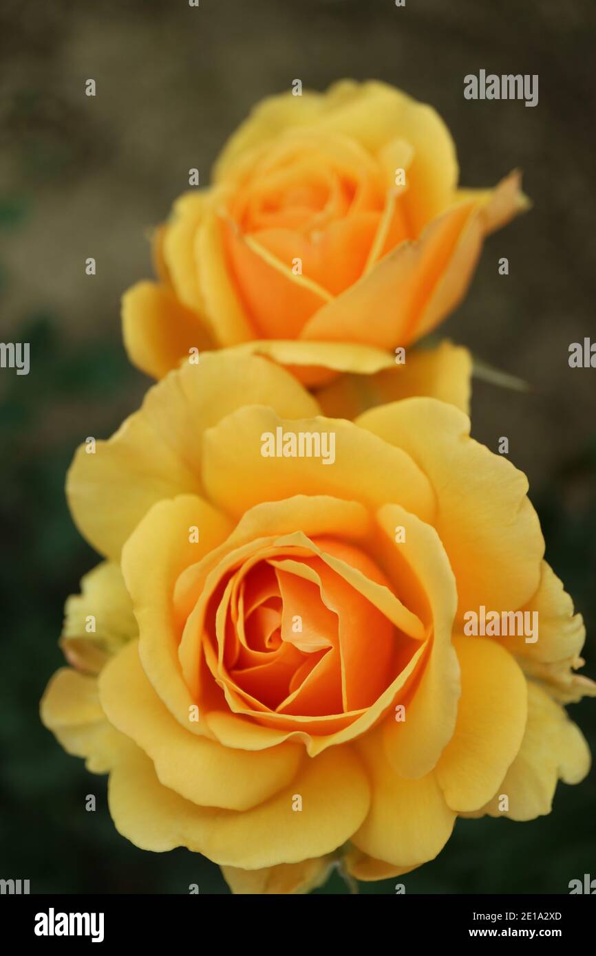 Rosas amarillas de miel, dos rosas en flor en el jardín, rosas amarillas  con pétalos delicados y hojas verdes, cabeza de rosa amarilla de miel, foto  floral, macro Fotografía de stock -