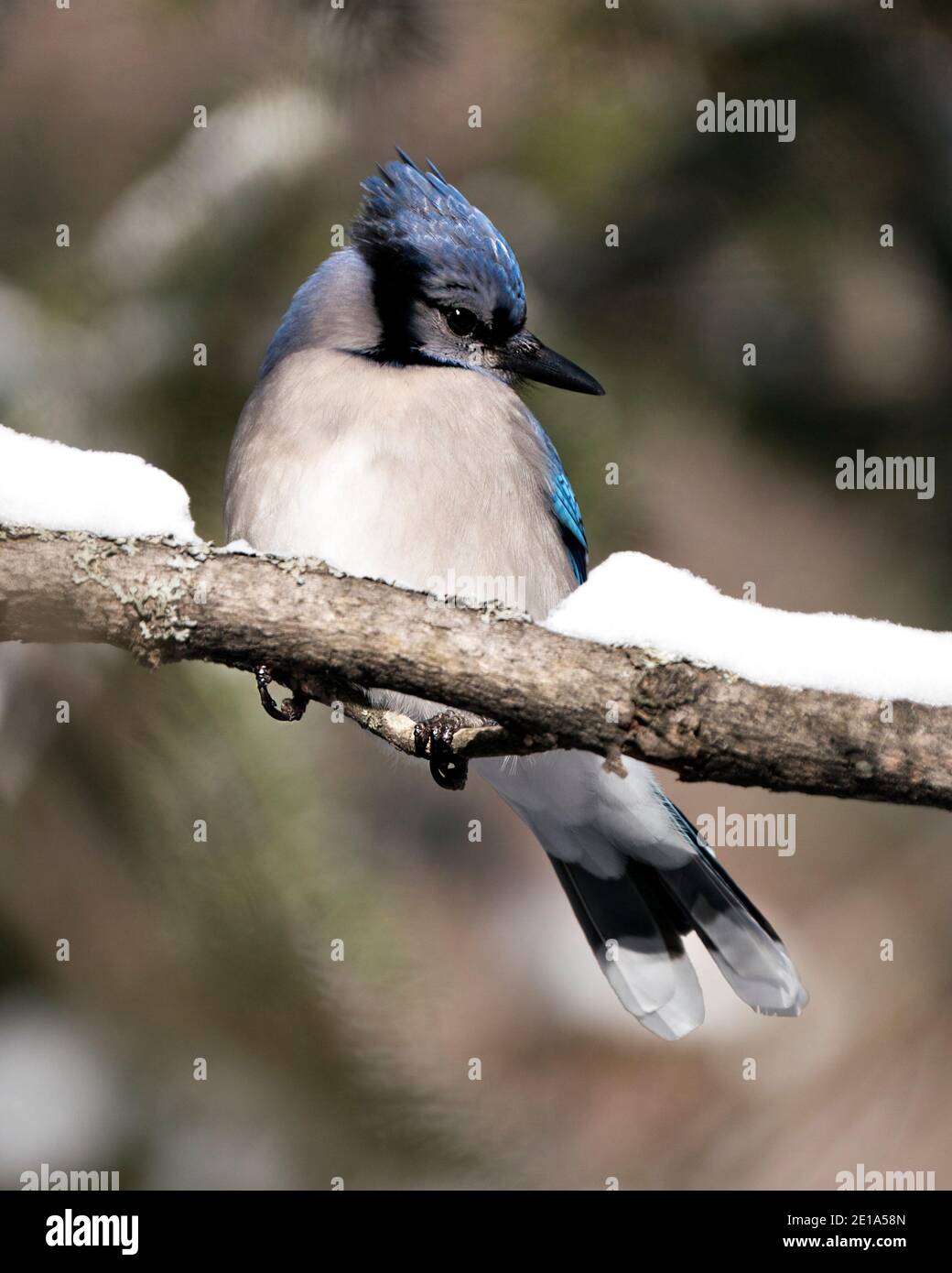 Blue Jay primer plano vista de perfil encaramado en una rama con un fondo borroso en el entorno forestal y el hábitat. Imagen. Imagen. Retrato. Foto de stock